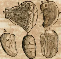 Picture 59 of 129 from Anatomiae amphitheatrvm effigie triplici, more et conditione varia, designatvm (1623), leaf 109