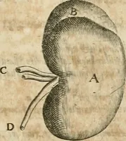 Picture 60 of 129 from Anatomiae amphitheatrvm effigie triplici, more et conditione varia, designatvm (1623), leaf 112