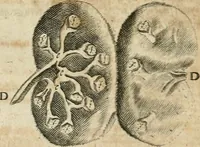 Picture 61 of 129 from Anatomiae amphitheatrvm effigie triplici, more et conditione varia, designatvm (1623), leaf 112