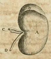 Picture 62 of 129 from Anatomiae amphitheatrvm effigie triplici, more et conditione varia, designatvm (1623), leaf 113