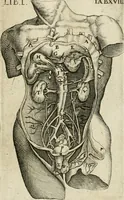An illustration from Anatomiae amphitheatrvm effigie triplici, more et conditione varia, designatvm (1623)