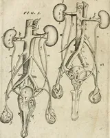 Picture 64 of 129 from Anatomiae amphitheatrvm effigie triplici, more et conditione varia, designatvm (1623), leaf 121