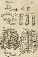 An illustration from Anatomiae amphitheatrvm effigie triplici, more et conditione varia, designatvm (1623)