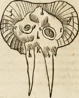Picture 67 of 129 from Anatomiae amphitheatrvm effigie triplici, more et conditione varia, designatvm (1623), leaf 131