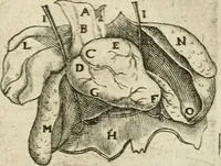 An illustration from Anatomiae amphitheatrvm effigie triplici, more et conditione varia, designatvm (1623)
