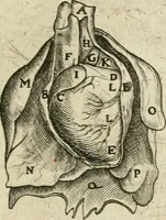 An illustration from Anatomiae amphitheatrvm effigie triplici, more et conditione varia, designatvm (1623)