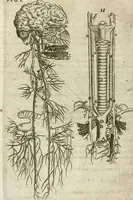 Picture 72 of 129 from Anatomiae amphitheatrvm effigie triplici, more et conditione varia, designatvm (1623), leaf 145