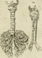 Picture 73 of 129 from Anatomiae amphitheatrvm effigie triplici, more et conditione varia, designatvm (1623), leaf 148