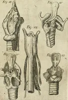An illustration from Anatomiae amphitheatrvm effigie triplici, more et conditione varia, designatvm (1623)