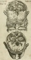 Picture 88 of 129 from Anatomiae amphitheatrvm effigie triplici, more et conditione varia, designatvm (1623), leaf 172