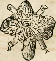 Picture 90 of 129 from Anatomiae amphitheatrvm effigie triplici, more et conditione varia, designatvm (1623), leaf 175