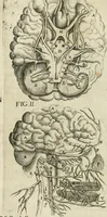 An illustration from Anatomiae amphitheatrvm effigie triplici, more et conditione varia, designatvm (1623)