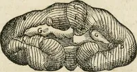 Picture 92 of 129 from Anatomiae amphitheatrvm effigie triplici, more et conditione varia, designatvm (1623), leaf 182