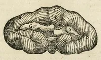 Picture 93 of 129 from Anatomiae amphitheatrvm effigie triplici, more et conditione varia, designatvm (1623), leaf 183