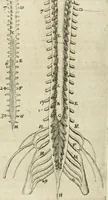 Picture 95 of 129 from Anatomiae amphitheatrvm effigie triplici, more et conditione varia, designatvm (1623), leaf 184