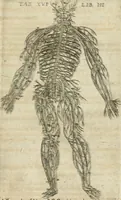 An illustration from Anatomiae amphitheatrvm effigie triplici, more et conditione varia, designatvm (1623)