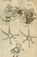Picture 99 of 129 from Anatomiae amphitheatrvm effigie triplici, more et conditione varia, designatvm (1623), leaf 195