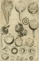 An illustration from Anatomiae amphitheatrvm effigie triplici, more et conditione varia, designatvm (1623)