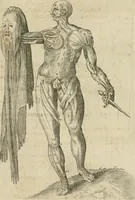 An illustration from Anatomiae amphitheatrvm effigie triplici, more et conditione varia, designatvm (1623)
