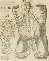 An illustration from Anatomiae amphitheatrvm effigie triplici, more et conditione varia, designatvm (1623)
