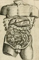 Picture 46 of 129 from Anatomiae amphitheatrvm effigie triplici, more et conditione varia, designatvm (1623), leaf 85