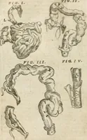 Picture 48 of 129 from Anatomiae amphitheatrvm effigie triplici, more et conditione varia, designatvm (1623), leaf 89
