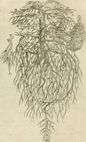 An illustration from Anatomiae amphitheatrvm effigie triplici, more et conditione varia, designatvm (1623)