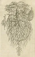 An illustration from Anatomiae amphitheatrvm effigie triplici, more et conditione varia, designatvm (1623)