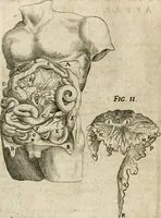 An illustration from Anatomiae amphitheatrvm effigie triplici, more et conditione varia, designatvm (1623)