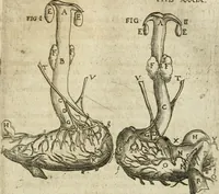An illustration from Anatomiae amphitheatrvm effigie triplici, more et conditione varia, designatvm (1623)