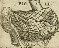 Picture 53 of 129 from Anatomiae amphitheatrvm effigie triplici, more et conditione varia, designatvm (1623), leaf 98
