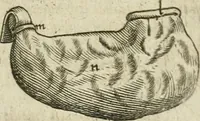 Picture 54 of 129 from Anatomiae amphitheatrvm effigie triplici, more et conditione varia, designatvm (1623), leaf 98