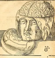 An illustration from Anatomiae, hoc est, corporis humani dissectionis pars prior, in qua singula quae ad caput spectant recensentur membra atque singulae partes, singulis suis ad uiuum commodissimè expressis figuris, deliniantur (1537)