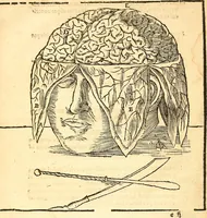 Picture 8 of 26 from Anatomiae, hoc est, corporis humani dissectionis pars prior, in qua singula quae ad caput spectant recensentur membra atque singulae partes, singulis suis ad uiuum commodissimè expressis figuris, deliniantur (1537), leaf 38