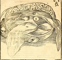 An illustration from Anatomiae, hoc est, corporis humani dissectionis pars prior, in qua singula quae ad caput spectant recensentur membra atque singulae partes, singulis suis ad uiuum commodissimè expressis figuris, deliniantur (1537)
