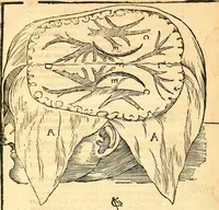 An illustration from Anatomiae, hoc est, corporis humani dissectionis pars prior, in qua singula quae ad caput spectant recensentur membra atque singulae partes, singulis suis ad uiuum commodissimè expressis figuris, deliniantur (1537)