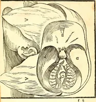An illustration from Anatomiae, hoc est, corporis humani dissectionis pars prior, in qua singula quae ad caput spectant recensentur membra atque singulae partes, singulis suis ad uiuum commodissimè expressis figuris, deliniantur (1537)