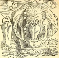 Picture 13 of 26 from Anatomiae, hoc est, corporis humani dissectionis pars prior, in qua singula quae ad caput spectant recensentur membra atque singulae partes, singulis suis ad uiuum commodissimè expressis figuris, deliniantur (1537), leaf 48