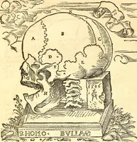An illustration from Anatomiae, hoc est, corporis humani dissectionis pars prior, in qua singula quae ad caput spectant recensentur membra atque singulae partes, singulis suis ad uiuum commodissimè expressis figuris, deliniantur (1537)