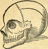 Picture 17 of 26 from Anatomiae, hoc est, corporis humani dissectionis pars prior, in qua singula quae ad caput spectant recensentur membra atque singulae partes, singulis suis ad uiuum commodissimè expressis figuris, deliniantur (1537), leaf 55