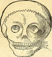 An illustration from Anatomiae, hoc est, corporis humani dissectionis pars prior, in qua singula quae ad caput spectant recensentur membra atque singulae partes, singulis suis ad uiuum commodissimè expressis figuris, deliniantur (1537)