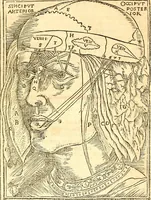 An illustration from Anatomiae, hoc est, corporis humani dissectionis pars prior, in qua singula quae ad caput spectant recensentur membra atque singulae partes, singulis suis ad uiuum commodissimè expressis figuris, deliniantur (1537)