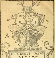 Picture 22 of 26 from Anatomiae, hoc est, corporis humani dissectionis pars prior, in qua singula quae ad caput spectant recensentur membra atque singulae partes, singulis suis ad uiuum commodissimè expressis figuris, deliniantur (1537), leaf 69