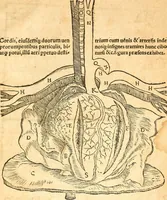 An illustration from Anatomiae, hoc est, corporis humani dissectionis pars prior, in qua singula quae ad caput spectant recensentur membra atque singulae partes, singulis suis ad uiuum commodissimè expressis figuris, deliniantur (1537)