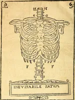 An illustration from Anatomiae, hoc est, corporis humani dissectionis pars prior, in qua singula quae ad caput spectant recensentur membra atque singulae partes, singulis suis ad uiuum commodissimè expressis figuris, deliniantur (1537)