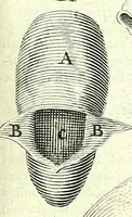Picture 11 of 43 from Anatomia, ex Caspari Bartholini parentis Institutionibus, (1651), leaf 103