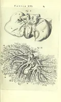 An illustration from Anatomia, ex Caspari Bartholini parentis Institutionibus, (1651)