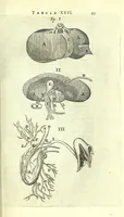 An illustration from Anatomia, ex Caspari Bartholini parentis Institutionibus, (1651)