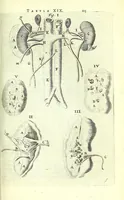 Picture 14 of 43 from Anatomia, ex Caspari Bartholini parentis Institutionibus, (1651), leaf 137