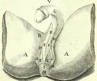 An illustration from Anatomia, ex Caspari Bartholini parentis Institutionibus, (1651)